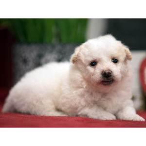 Bichonpoo Puppy Tracker