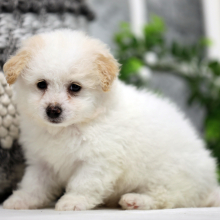 Bichonpoo Puppy Tracker
