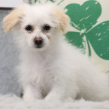 Bichonpoo Puppy Tracker