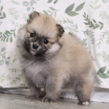 Pomeranian Puppy Arial