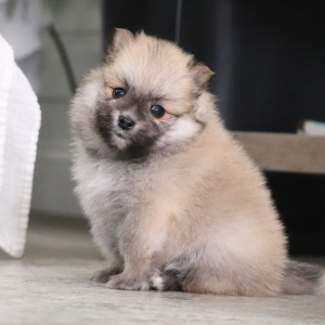 Pomeranian Puppy Arial