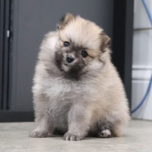 Pomeranian Puppy Arial