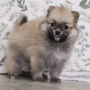 Pomeranian Puppy Arial