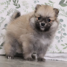 Pomeranian Puppy Arial
