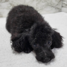 Poodle Puppy Kipper