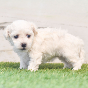 Bichon Frise Puppy Penny