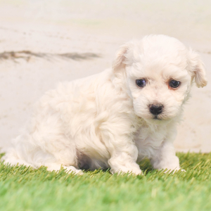 Bichon Frise Puppy Penny