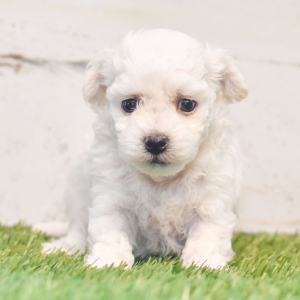 Bichon Frise Puppy Penny