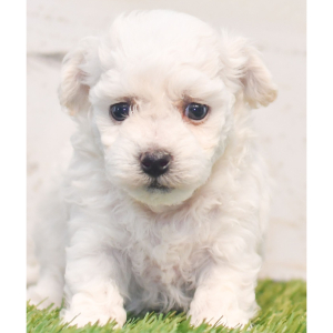 Bichon Frise Puppy Penny