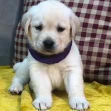 Labrador Retriever Puppy Forest