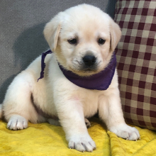 Labrador Retriever Puppy Forest
