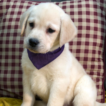 Labrador Retriever Puppy Forest