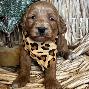 Goldendoodle Puppy Cocoa