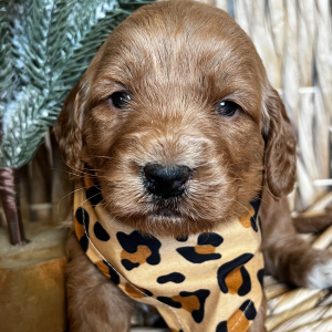 Goldendoodle Puppy Cocoa