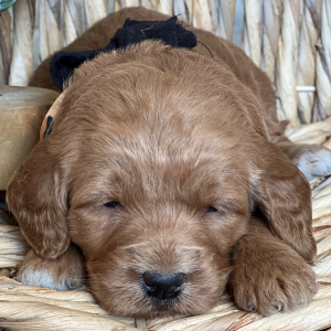 Goldendoodle Puppy Cocoa