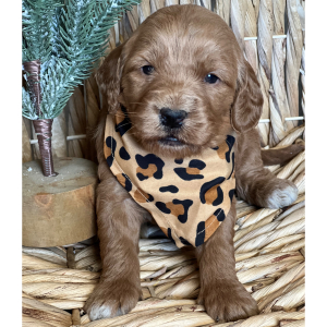 Goldendoodle Puppy Cocoa