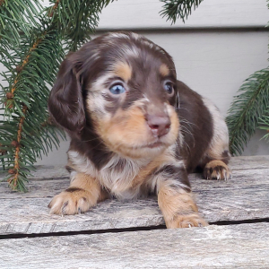 Dachshund Puppy Pippie