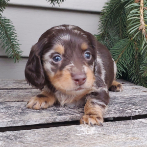 Dachshund Puppy Pippie