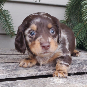Dachshund Puppy Pippie