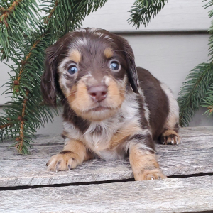 Dachshund Puppy Pippie