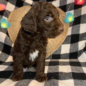 Double Doodle Puppy Gomer