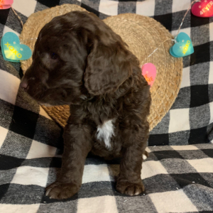 Double Doodle Puppy Gomer