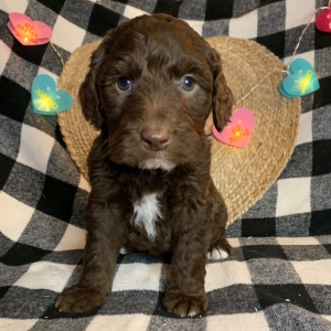 Double Doodle Puppy Gomer
