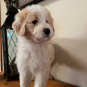 Pyredoodle Puppy Tytus