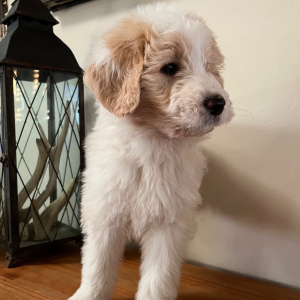Pyredoodle Puppy Tytus