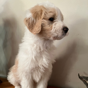 Pyredoodle Puppy Tytus