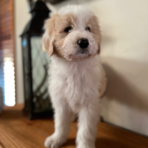 Pyredoodle Puppy Tytus