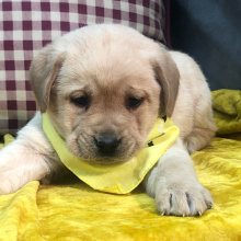Labrador Retriever Puppy Friendly