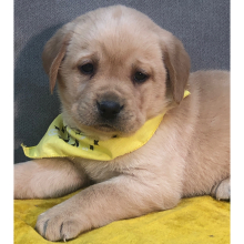 Labrador Retriever Puppy Friendly