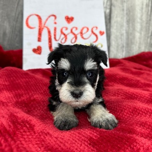 Miniature Schnauzer Puppy Patience