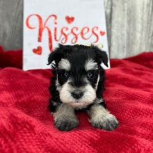 Miniature Schnauzer Puppy Patience