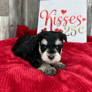 Miniature Schnauzer Puppy Patience