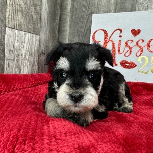 Miniature Schnauzer Puppy Patience