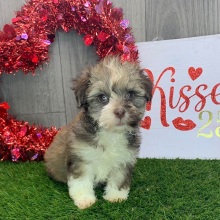 Havapoo Puppy Janet