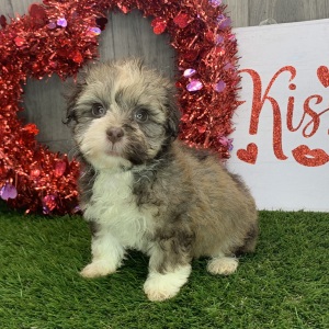 Havapoo Puppy Janet