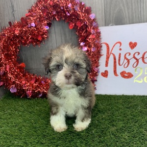 Havapoo Puppy Janet