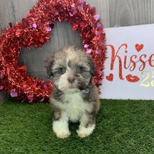 Havapoo Puppy Janet
