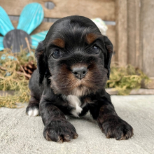 Cockapoo Puppy Sadie