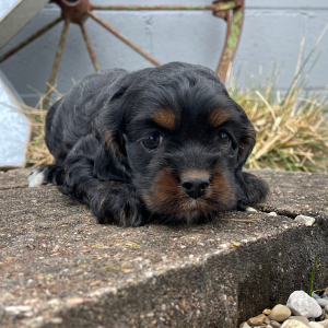 Cockapoo Puppy Sadie
