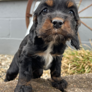Cockapoo Puppy Sadie