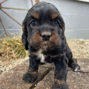 Cockapoo Puppy Sadie