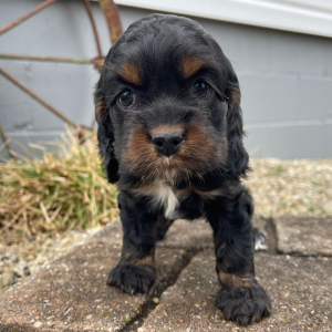 Cockapoo Puppy Sadie