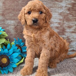 Goldendoodle Puppy Cuddles