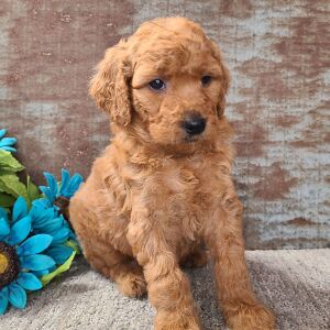 Goldendoodle Puppy Cuddles