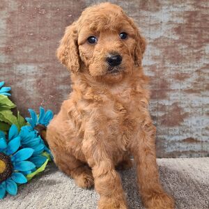 Goldendoodle Puppy Cuddles
