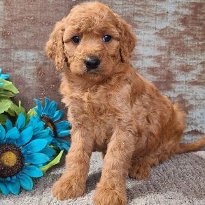 Goldendoodle Puppy Cuddles